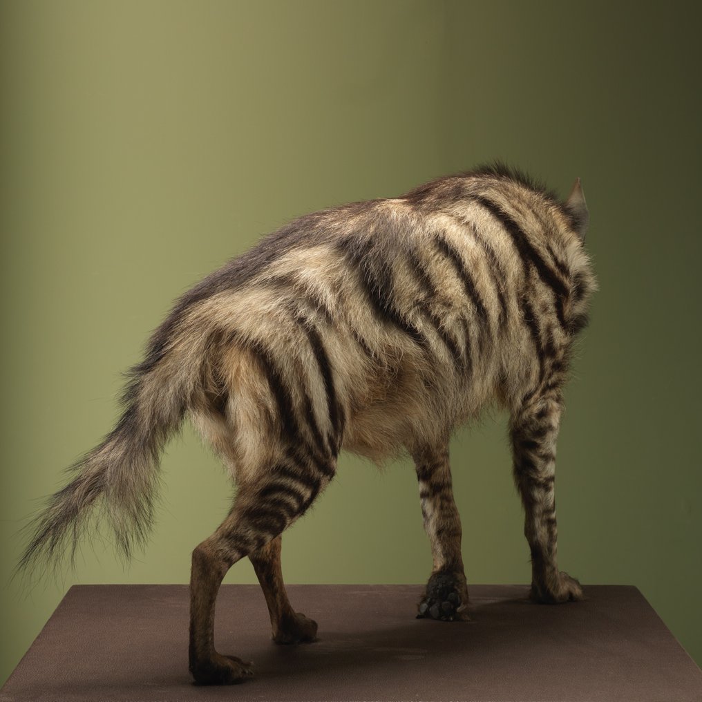 Iena Allestimento tassidermico a corpo intero - Hyaena hyaena - 67 cm - 38 cm - 120 cm - Appendice III CITES - Allegato C dell'UE - 1 #3.2