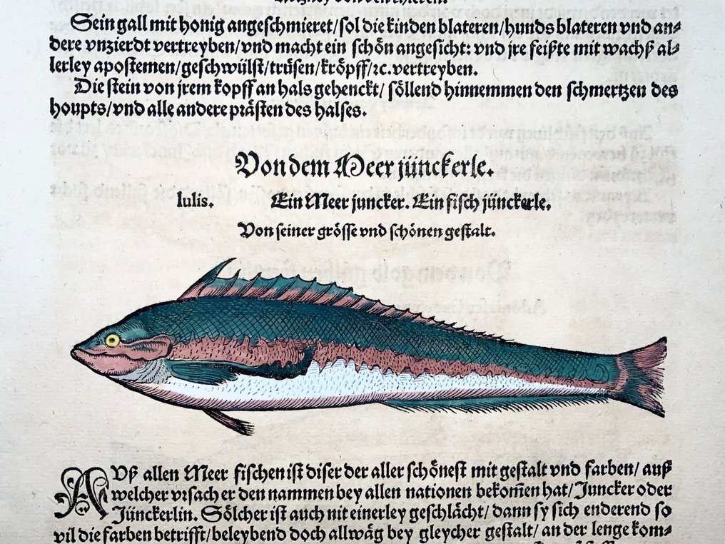 Conrad Gesner (1516-1565) Fish: Junker Fish - Folio with 2 woodcuts - 1563 #3.2
