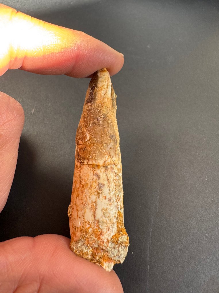 Spinosaur - Fossiler Zahn - 7 cm  (Ohne mindestpreis) #2.1