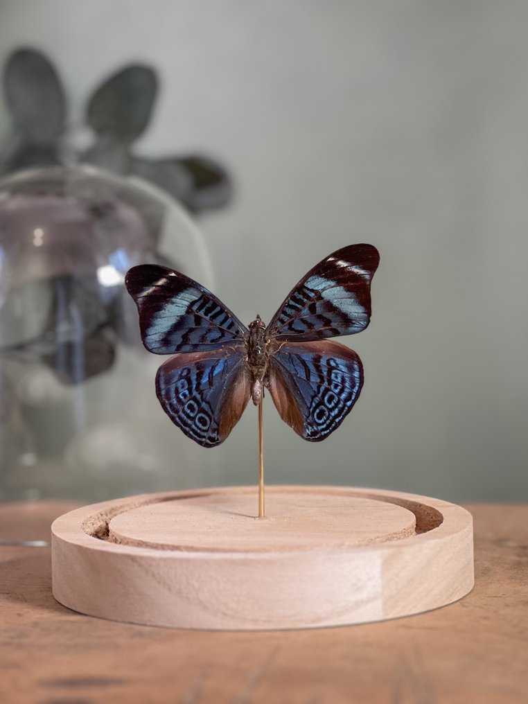 Farfalla Allestimento tassidermico a corpo intero - Panacea procilla procilla - 13 cm - 12 cm - 12 cm - Specie non CITES - 1 #1.0