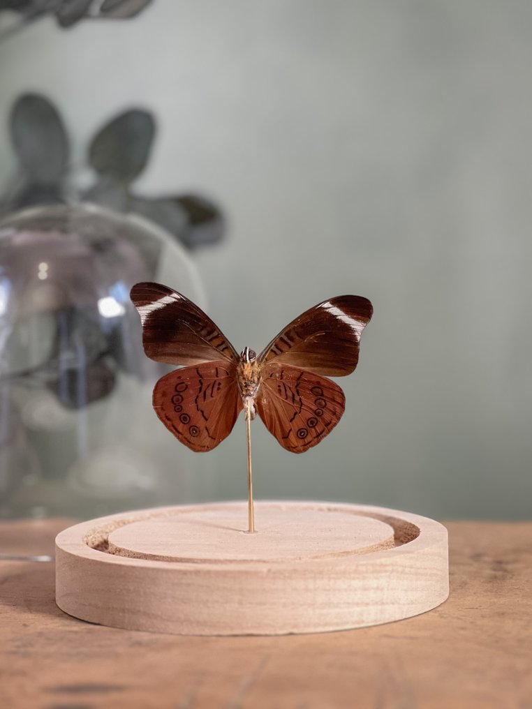 Farfalla Allestimento tassidermico a corpo intero - Panacea procilla procilla - 13 cm - 12 cm - 12 cm - Specie non CITES - 1 #4.3