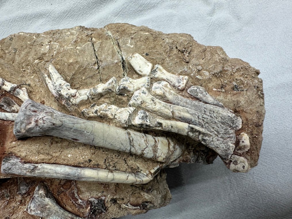 Fossil matrix - Psittacosaurus - 23 cm - 12 cm  (Ingen mindstepris) #4.3