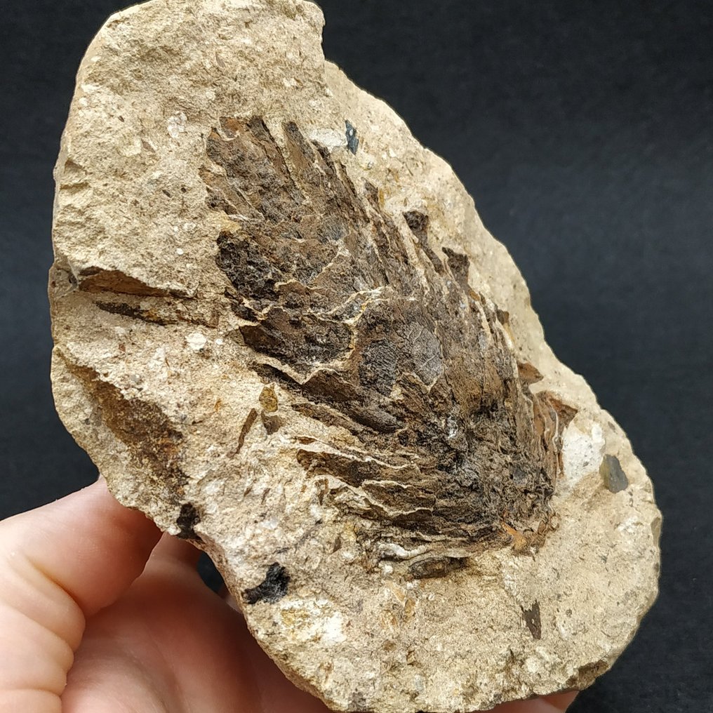 Pine Cone - Pianta fossilizzata - Pinus pinaster #3.2