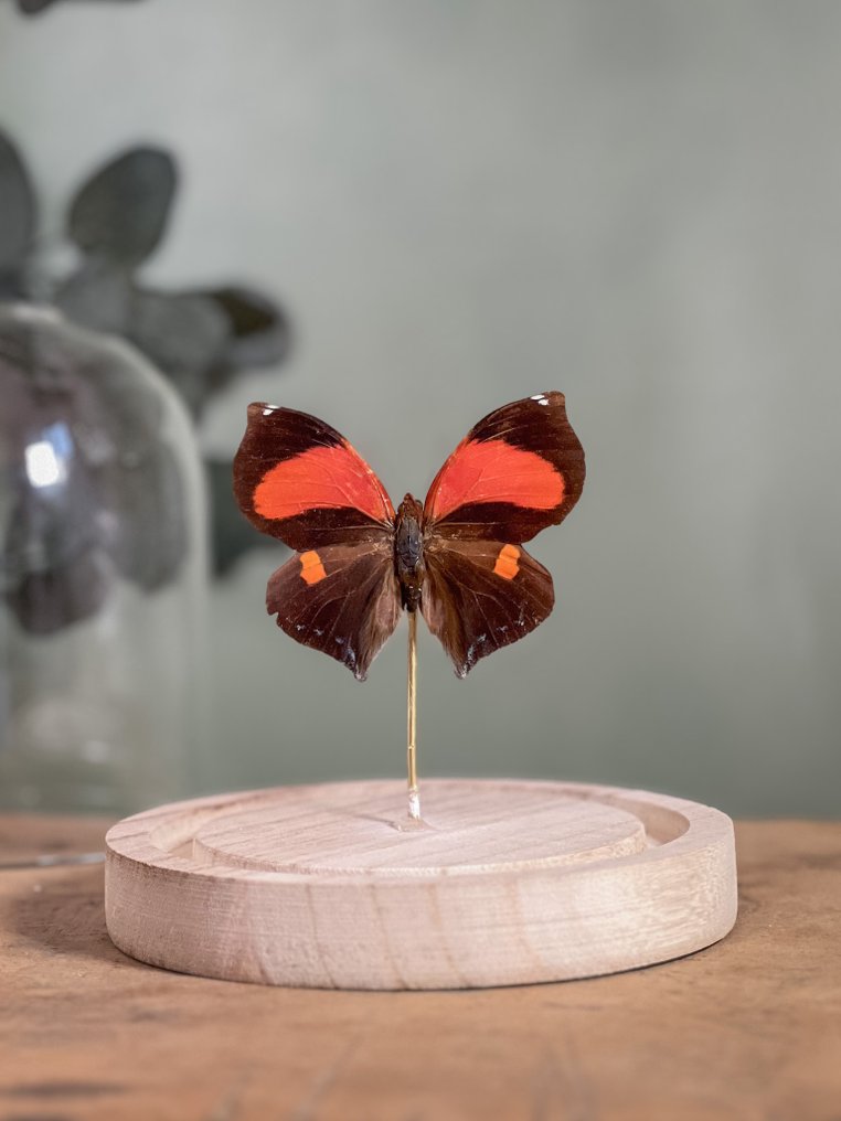 Πεταλούδα Βάση ταρίχευσης ολόκληρου σώματος - Siderone galanthis mars - 13 cm - 12 cm - 12 cm - Είδη που δεν ανήκουν στο CITES - 1 #1.0