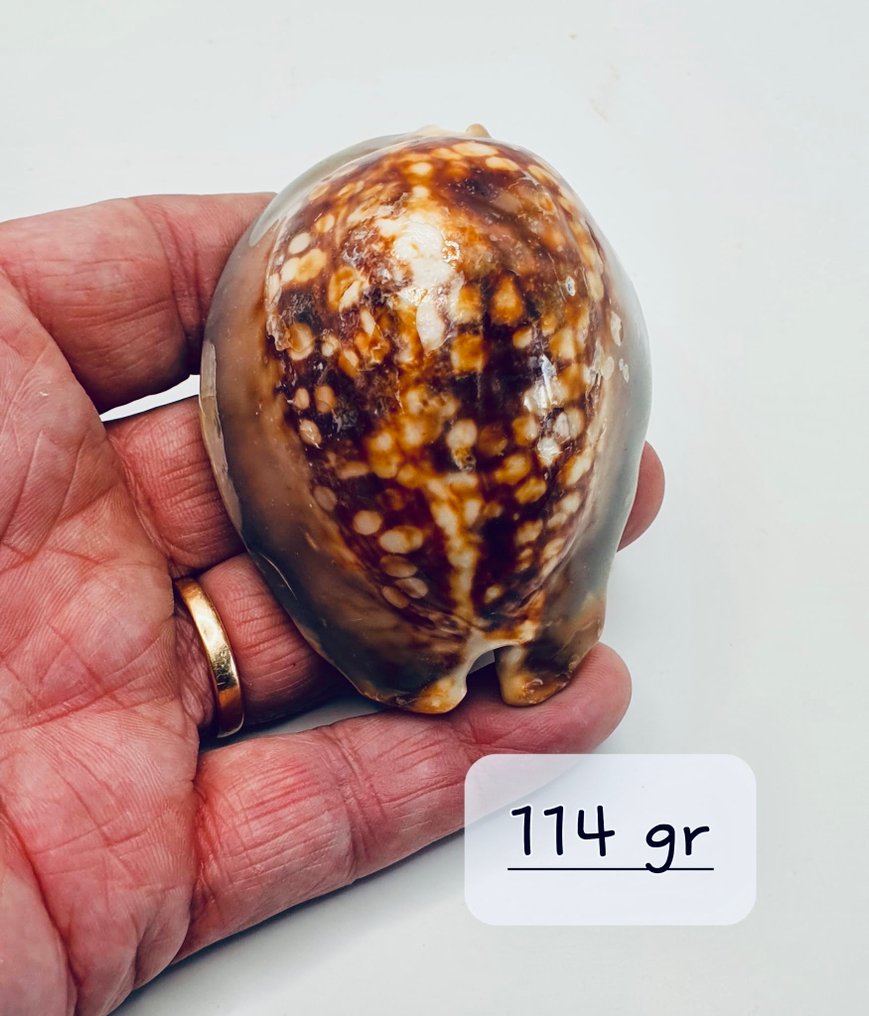 Shells Sea shell - Cauris (No reserve price) #4.3