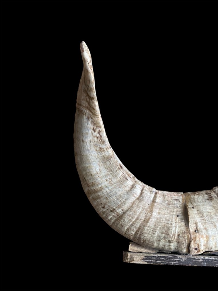 Vadkecske Agancs - Capra pyrenaica - 17.5 cm - 21 cm - 4.5 cm - (1) #3.2