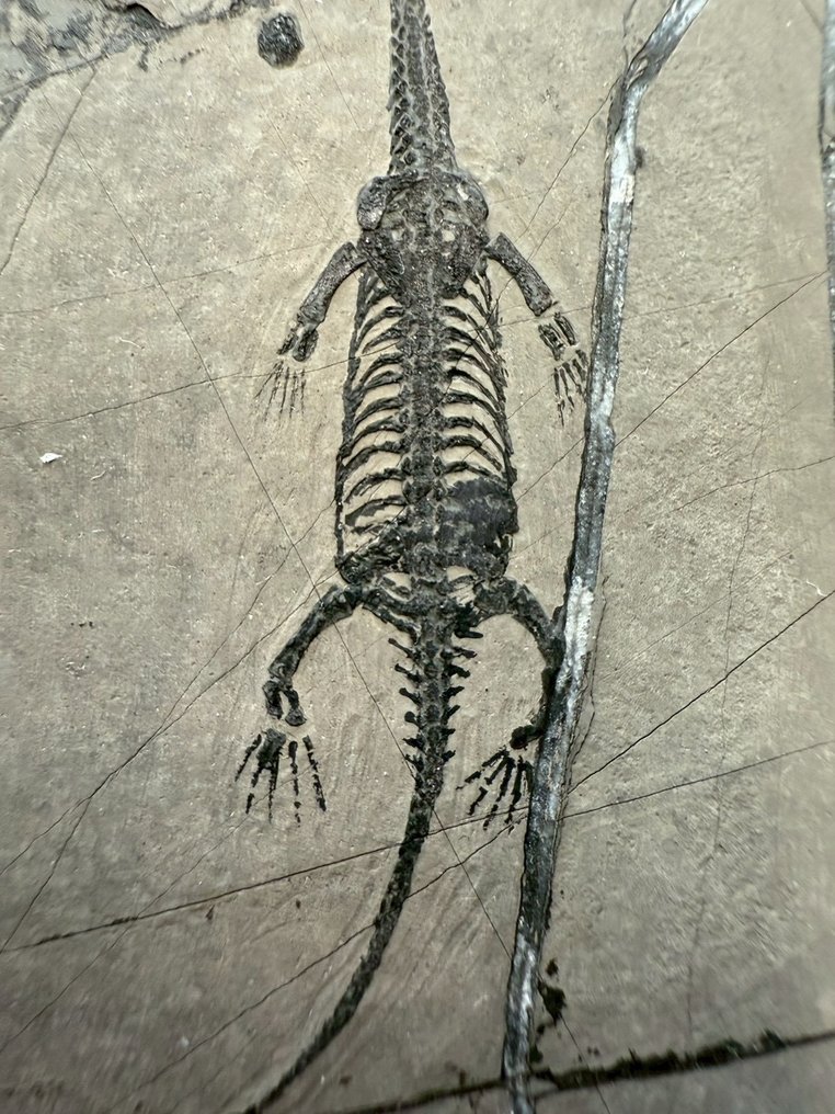 Fossil matrix - Keichousaurus sp. - 8.5 cm - 5.5 cm  (沒有保留價) #3.2