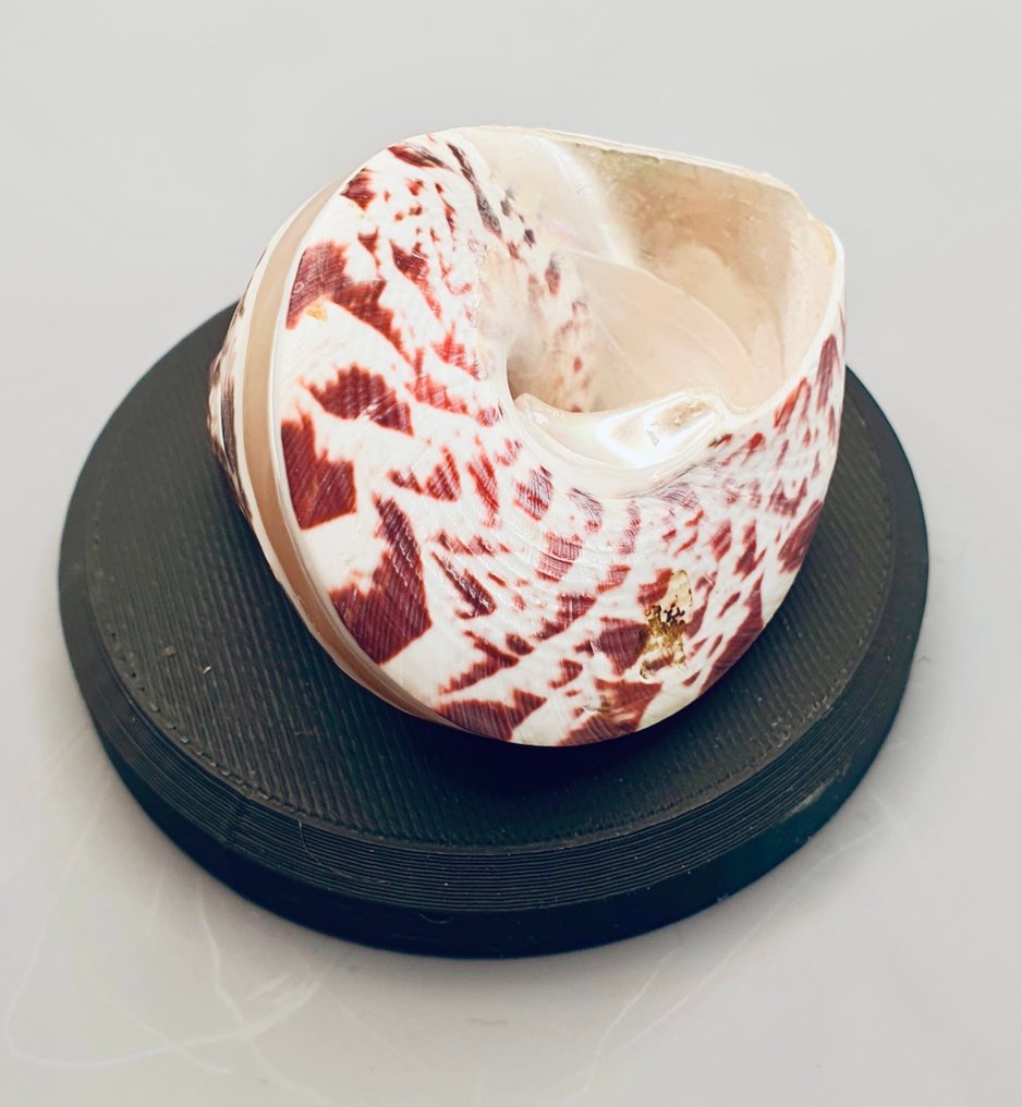 Shells Sea shell - TROCHUS NILOTICUS (No reserve price) #1.0