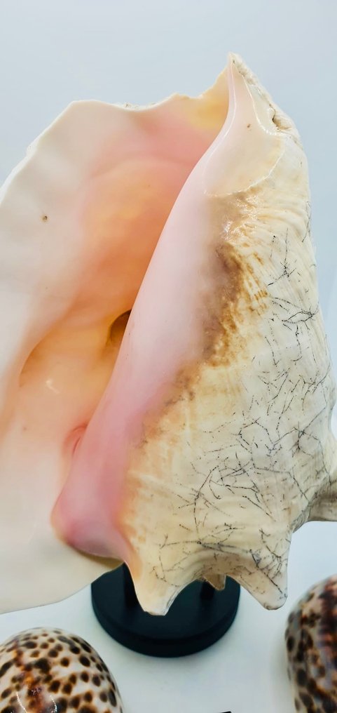 Schelpdieren Zeeschelp - Conque et Cyprae Tigris  (Zonder minimumprijs) #4.3