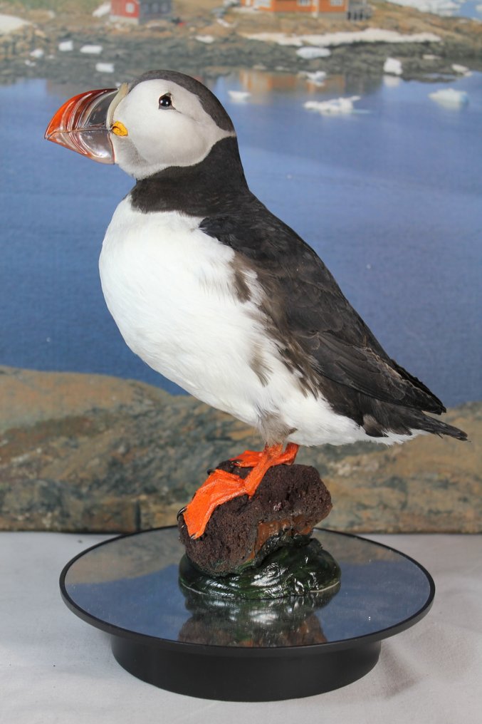 Atlantischer Lummenfisch Taxidermie-Ganzkörpermontage - Fratercula arctica (with Declaration of Legal Origin) - 30 cm - 23 cm - 9 cm - EU Annex I #1.0