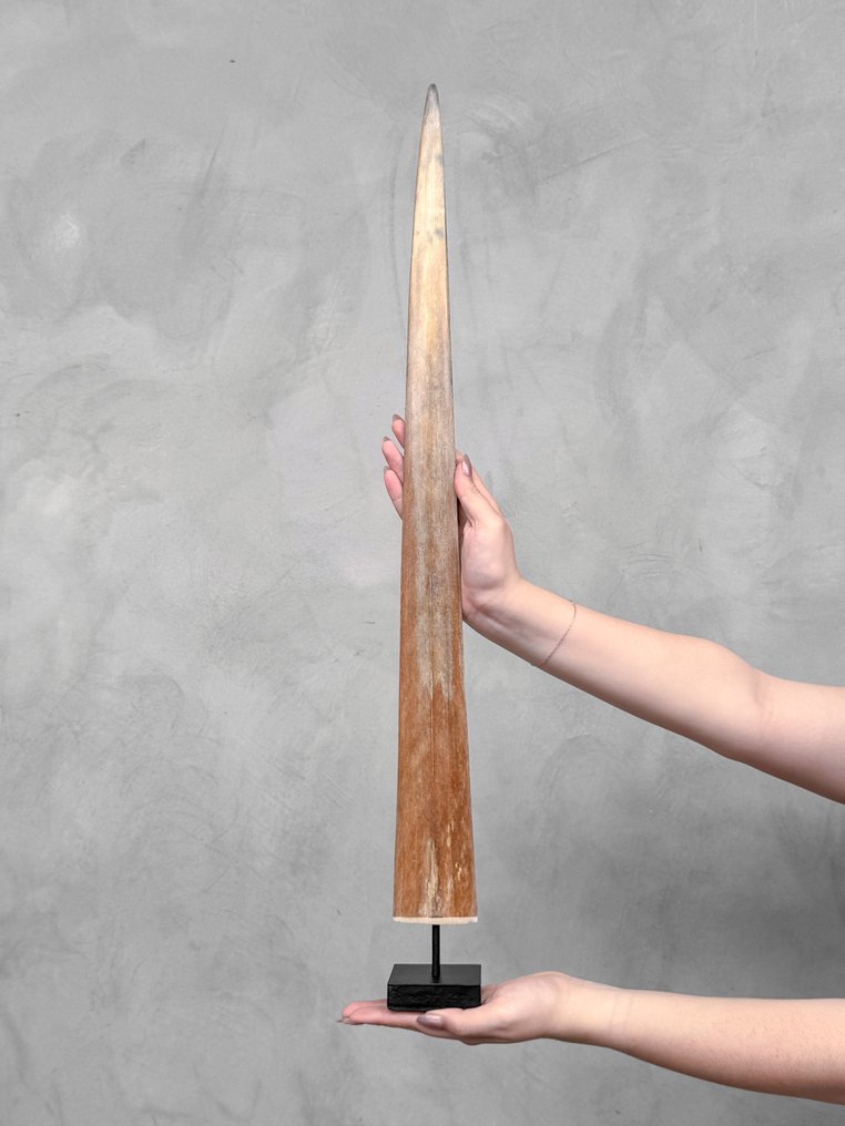 无底价——一只大型剑鱼吻部，装在底座上 支架上的吻突 - Xiphias Gladius - 74 cm - 7 cm - 7 cm- 非《濒危物种公约》物种 #1.0