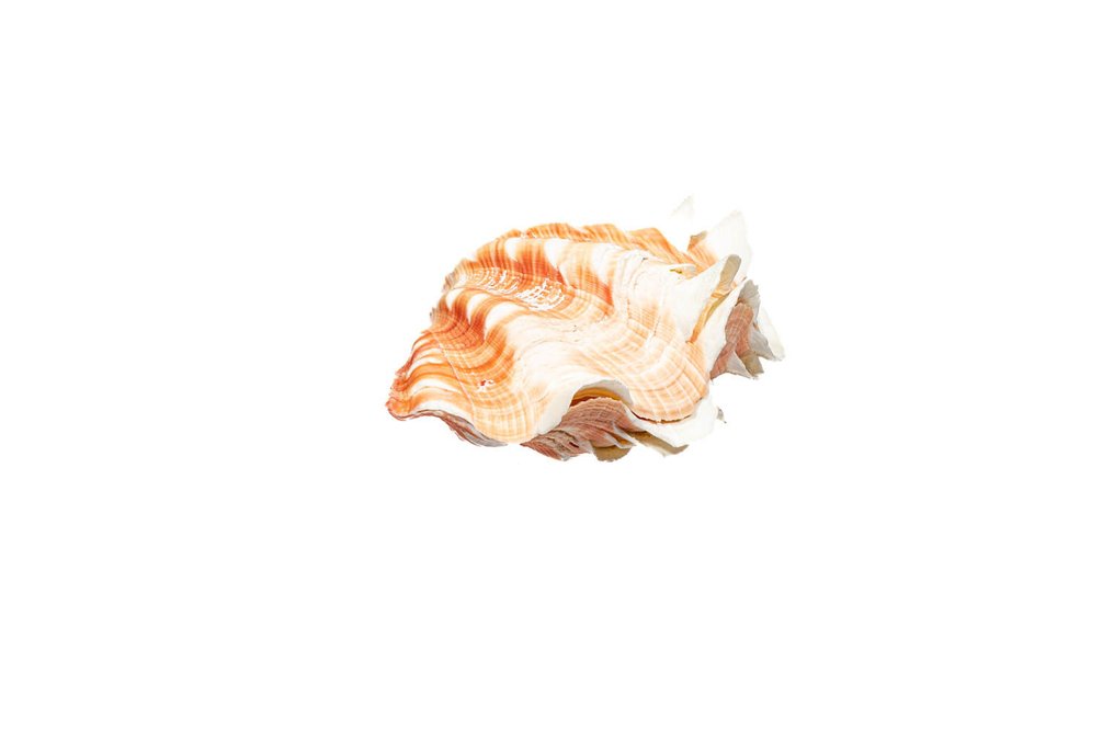 Vongola squamosa Scheletro - Bivalvia squamosa komplett 2 Hälften - 0 cm - 0 cm - 98 mm- Specie non CITES -  (1) #1.0