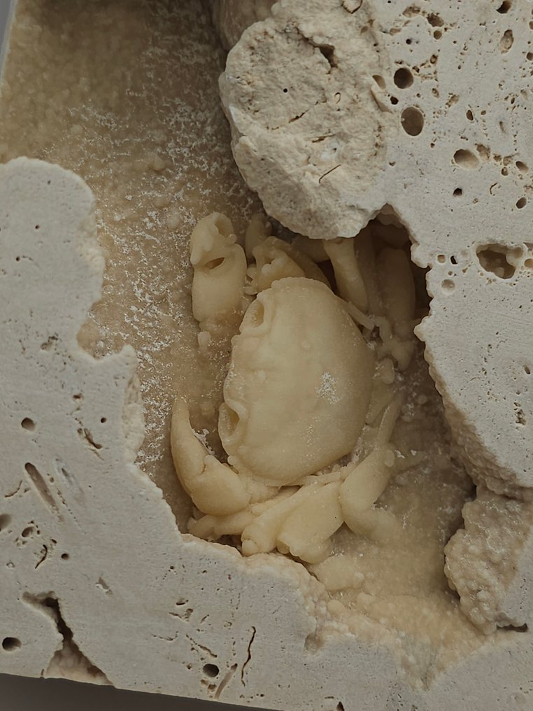 Crab - Fossil skeleton - 100 mm - 110 mm  (No reserve price) #1.0