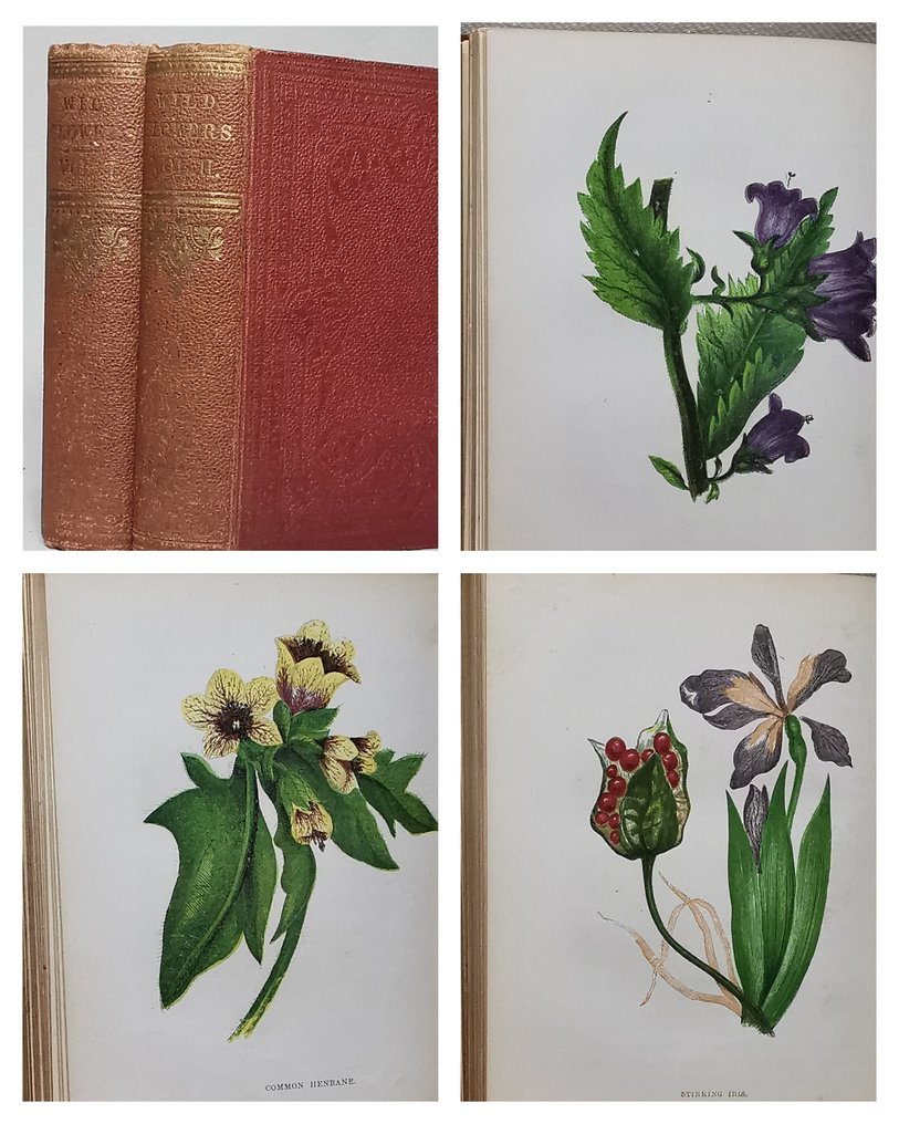 Anne Pratt - Wild Flowers (Complete Set with 192 Colour Plates) - 1857 #1.0