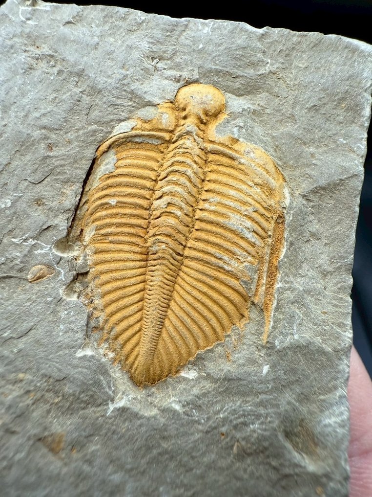 Trilobite - Animale fossilizzato - Coronocephalus - 7 cm - 5 cm (Senza prezzo di riserva) #1.0
