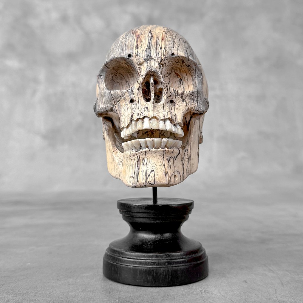 Stunning Wooden Human Skull With a beautiful grain on a custom stand - Σκάλισμα - Ινδονησία  (χωρίς τιμή ασφαλείας) #3.2