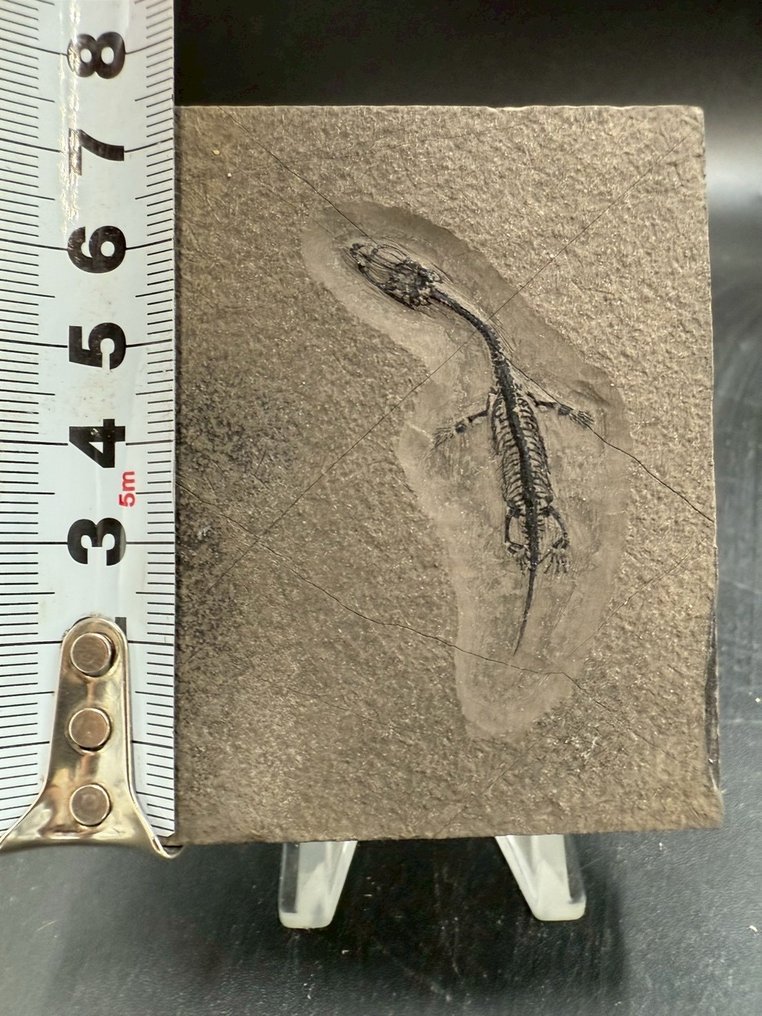 Matrice fosilă - Keichousaurus sp. - 7.5 cm - 5.5 cm (Fără preț de rezervă) #4.3