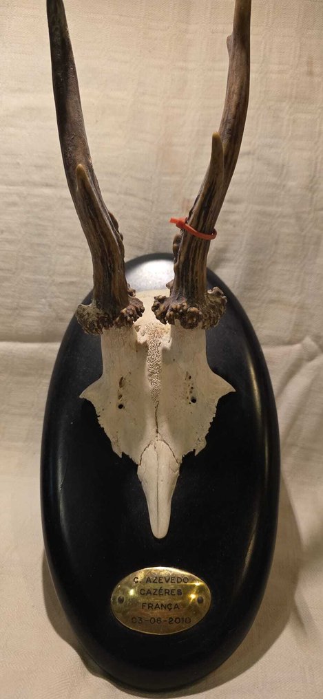 Τρόπαιο κυνηγιού #1.0