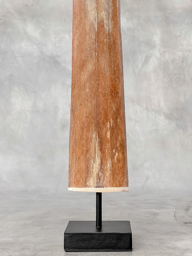 无底价——一只大型剑鱼吻部，装在底座上 支架上的吻突 - Xiphias Gladius - 74 cm - 7 cm - 7 cm- 非《濒危物种公约》物种 #4.3