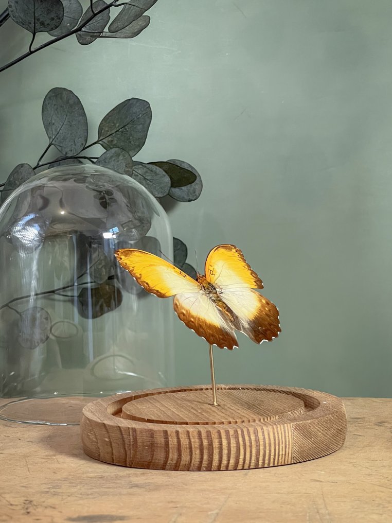 Πεταλούδα Βάση ταρίχευσης ολόκληρου σώματος - Cymothoe Beckeri - 13.5 cm - 11.5 cm - 11.5 cm - Είδη που δεν ανήκουν στο CITES - 1 #1.0