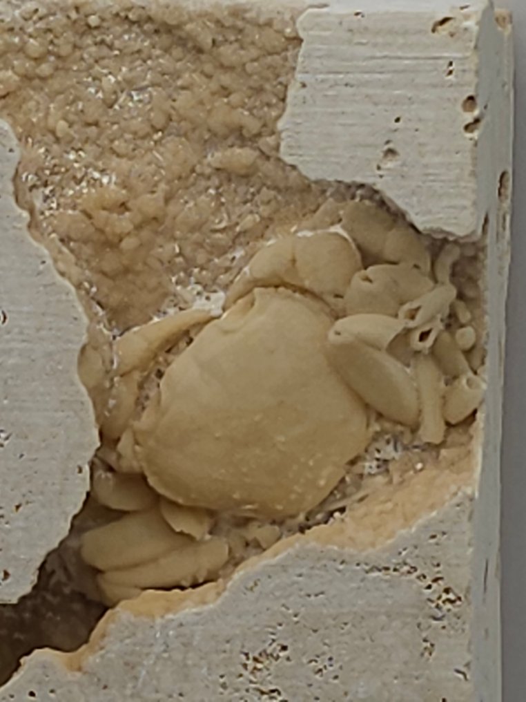 Crab - Schelet fosilă - 100 mm - 110 mm (Fără preț de rezervă) #1.0