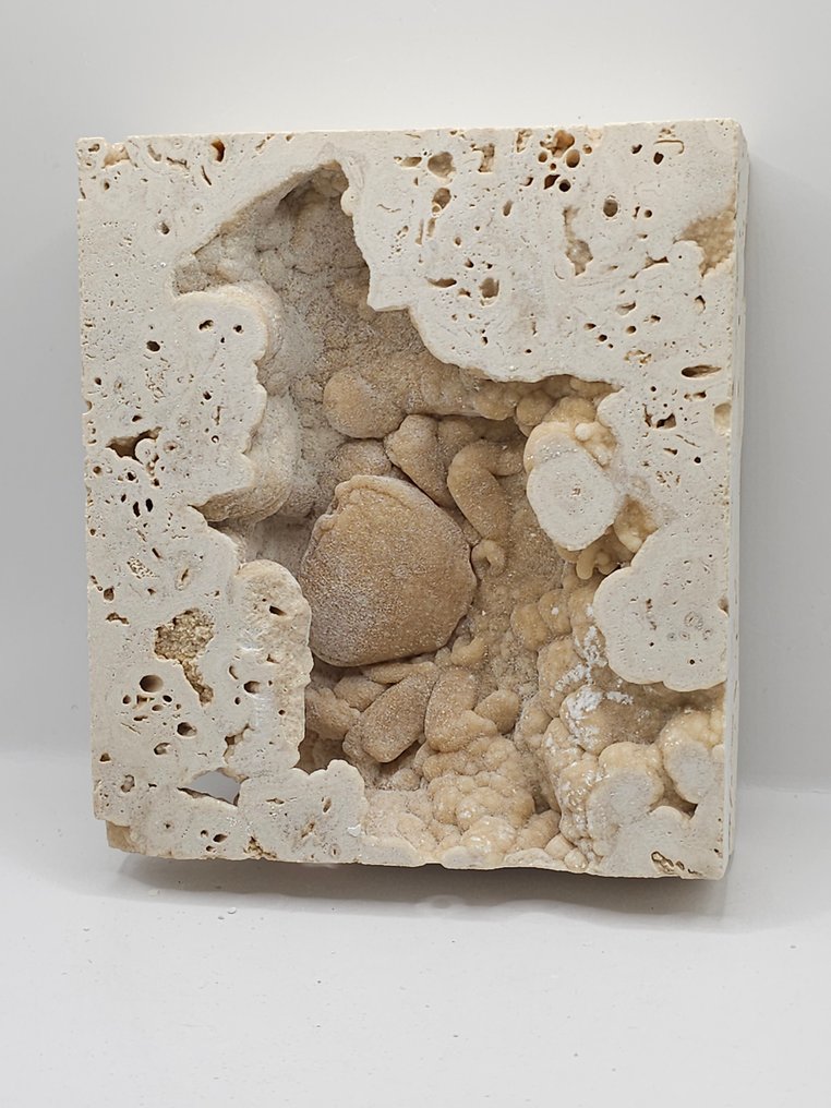 Caranguejo - Esqueleto fóssil - 115 mm - 125 mm  (Sem preço de reserva) #2.1