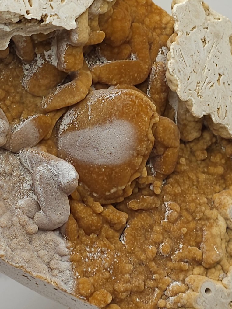 Crab - Fossil skeleton - 110 mm - 135 mm  (No reserve price) #2.1