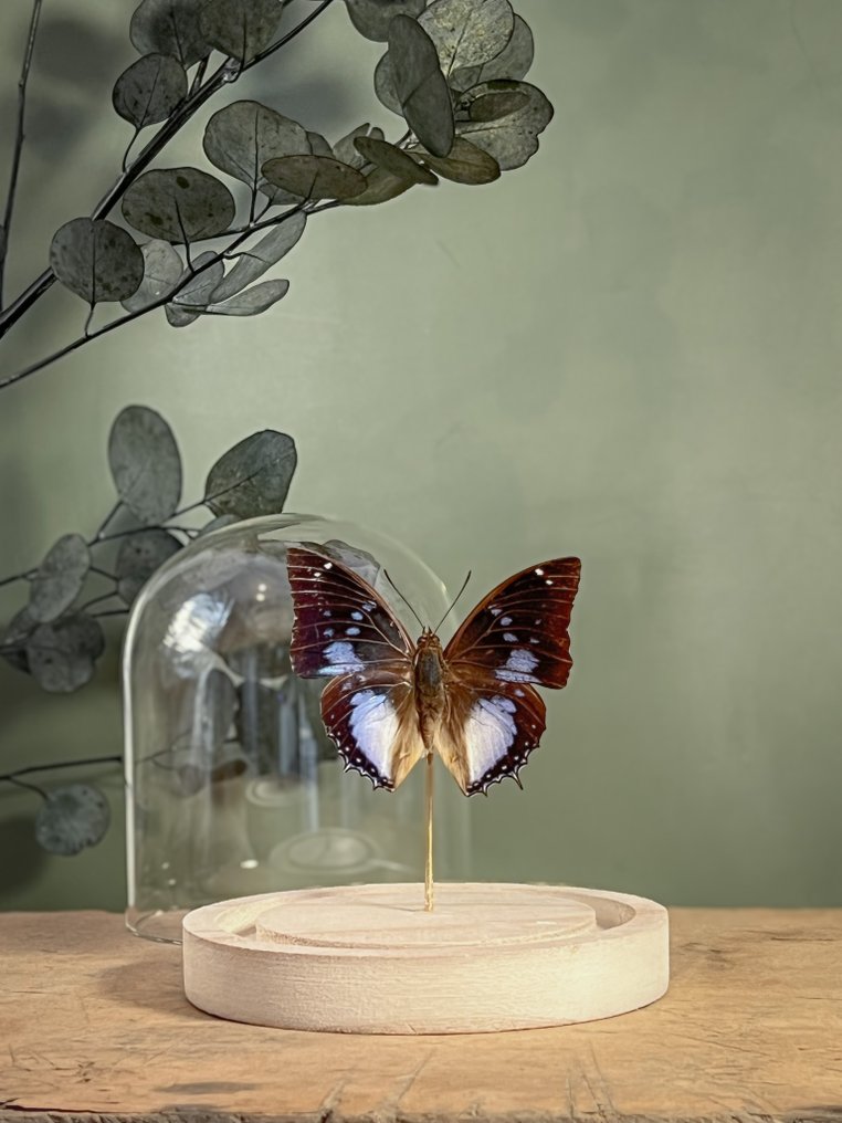 Farfalla Allestimento tassidermico a corpo intero - Charaxes violetta maritima - 13 cm - 12 cm - 12 cm - Specie non CITES - 1 #1.0