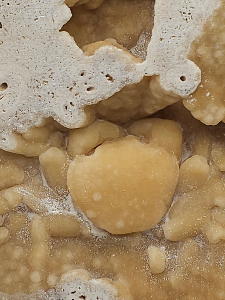 螃蟹 - 骨骼化石 - 98 mm - 110 mm  (没有保留价) #1.0