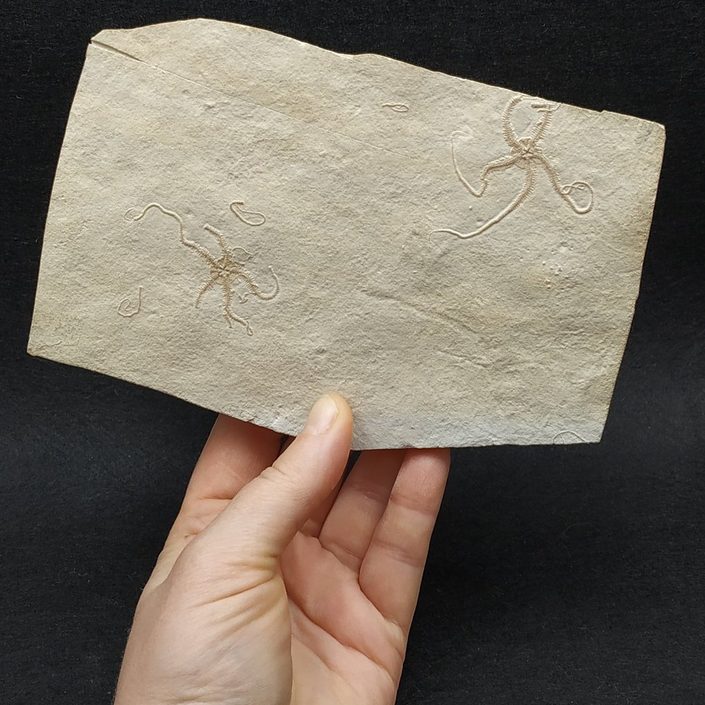 Αστέρια με εύθραυστα άκρα - Απολίθωμα μήτρας πλάκας - Ophiopetra lithographica #2.1