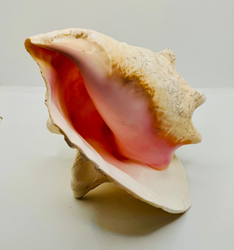 Schelpdieren Zeeschelp - Conque et Cyprae Tigris  (Zonder minimumprijs) #2.1