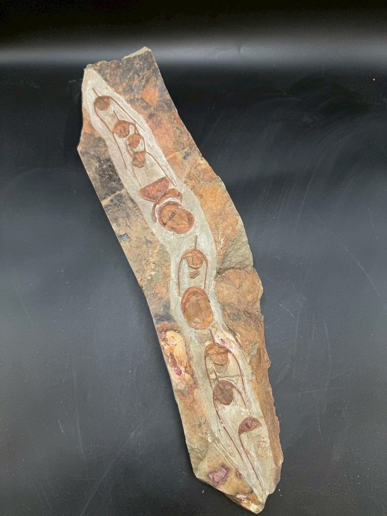 Trilobiet - Fossiele matrix - Asaphellus and Lonchodomas - 46 cm - 11 cm #1.0
