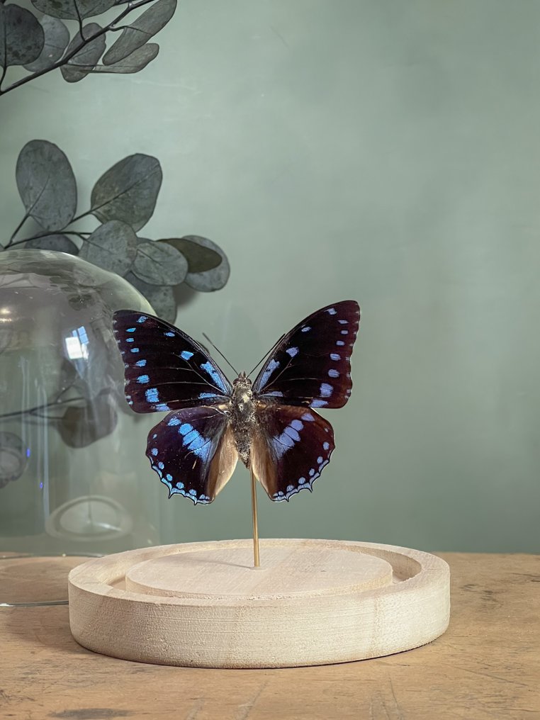 Πεταλούδα Βάση ταρίχευσης ολόκληρου σώματος - Charaxes ameliae victoriae - 13 cm - 12 cm - 12 cm - Είδη που δεν ανήκουν στο CITES - 1 #1.0