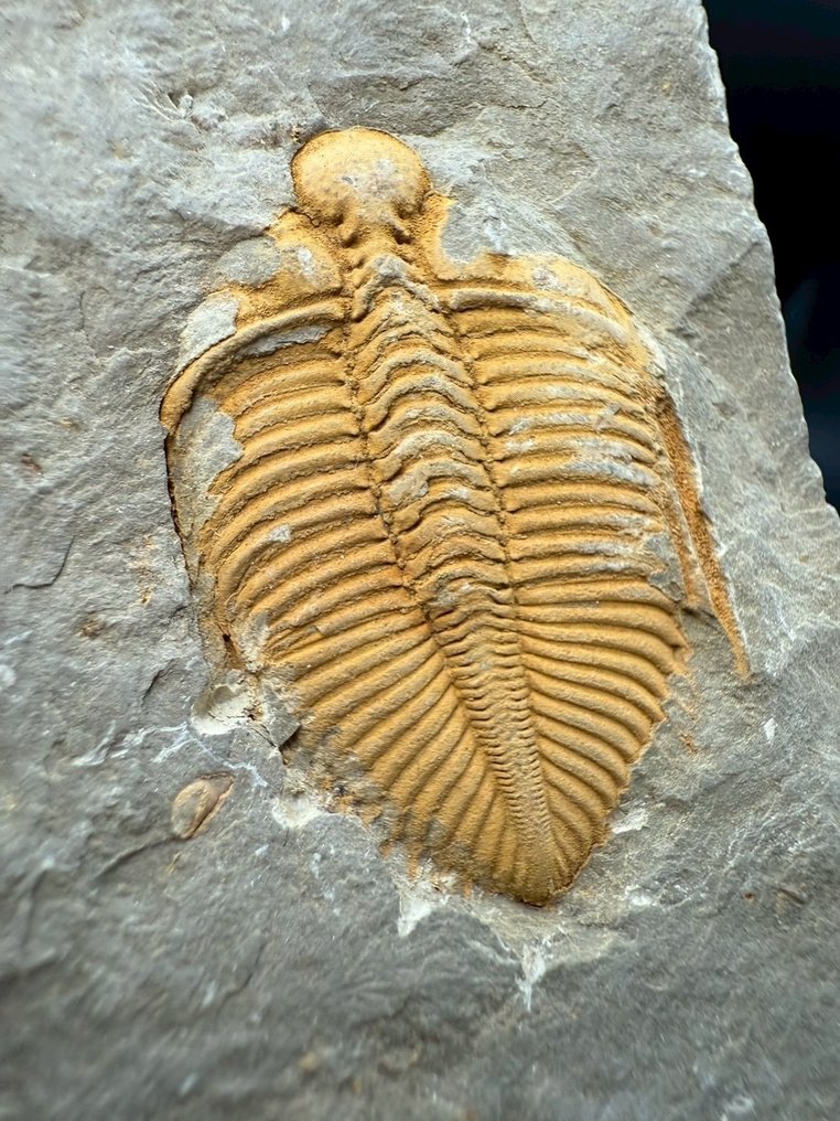 Trilobite - Animale fossilizzato - Coronocephalus - 7 cm - 5 cm (Senza prezzo di riserva) #3.2