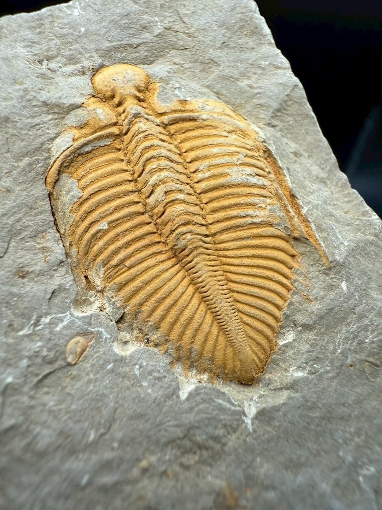 Trilobite - Animale fossilizzato - Coronocephalus - 7 cm - 5 cm (Senza prezzo di riserva) #2.1