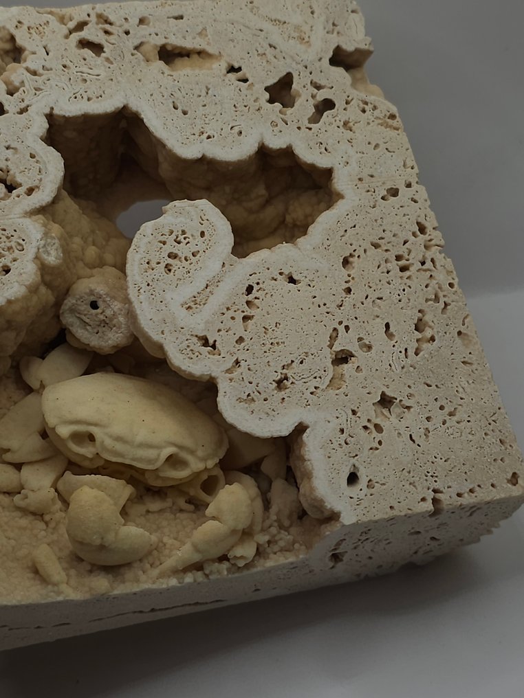 Crab - Fossil skeleton - 100 mm - 120 mm (No reserve price) #4.3