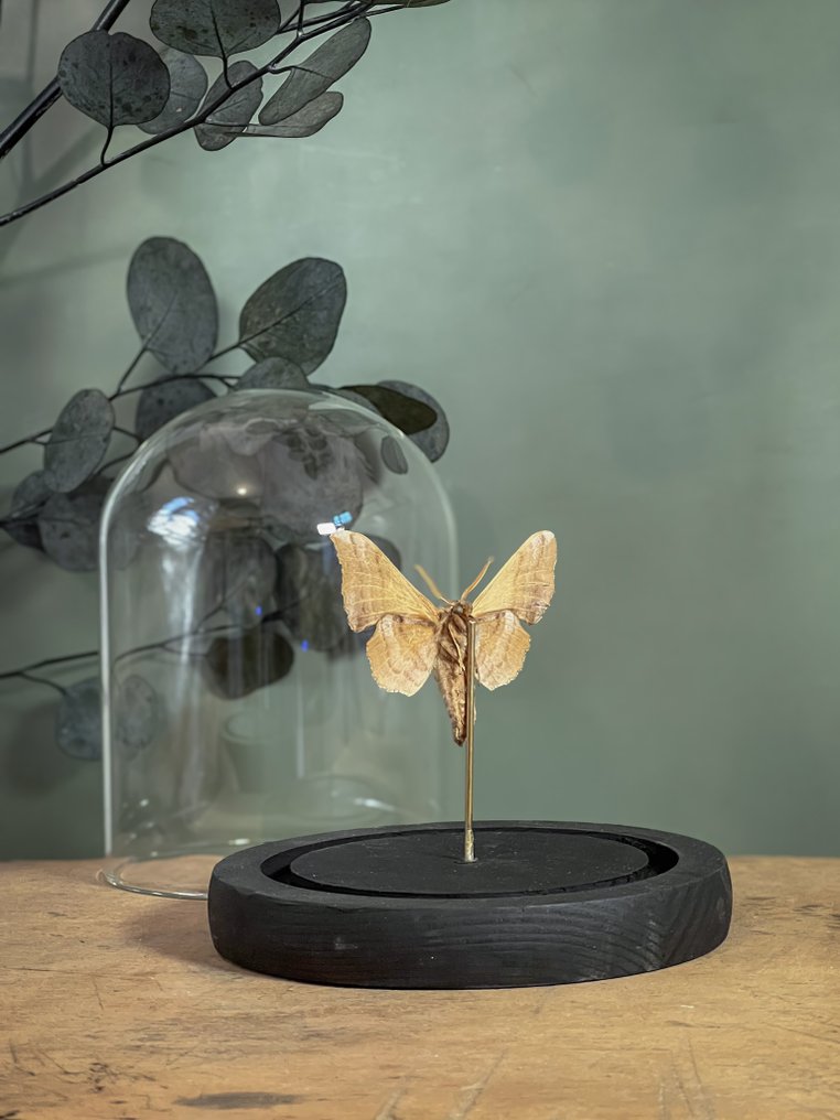 蝴蝶 动物标本剥制全身支架 - Sphinx du peuplier - 13.5 cm - 11.5 cm - 11.5 cm - 非《濒危物种公约》物种 - 1 #3.2