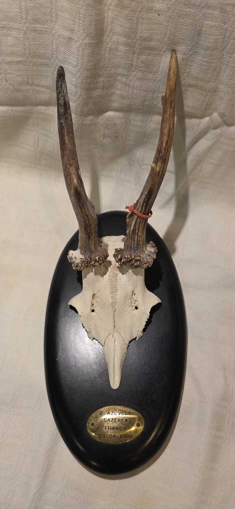 Τρόπαιο κυνηγιού #4.3