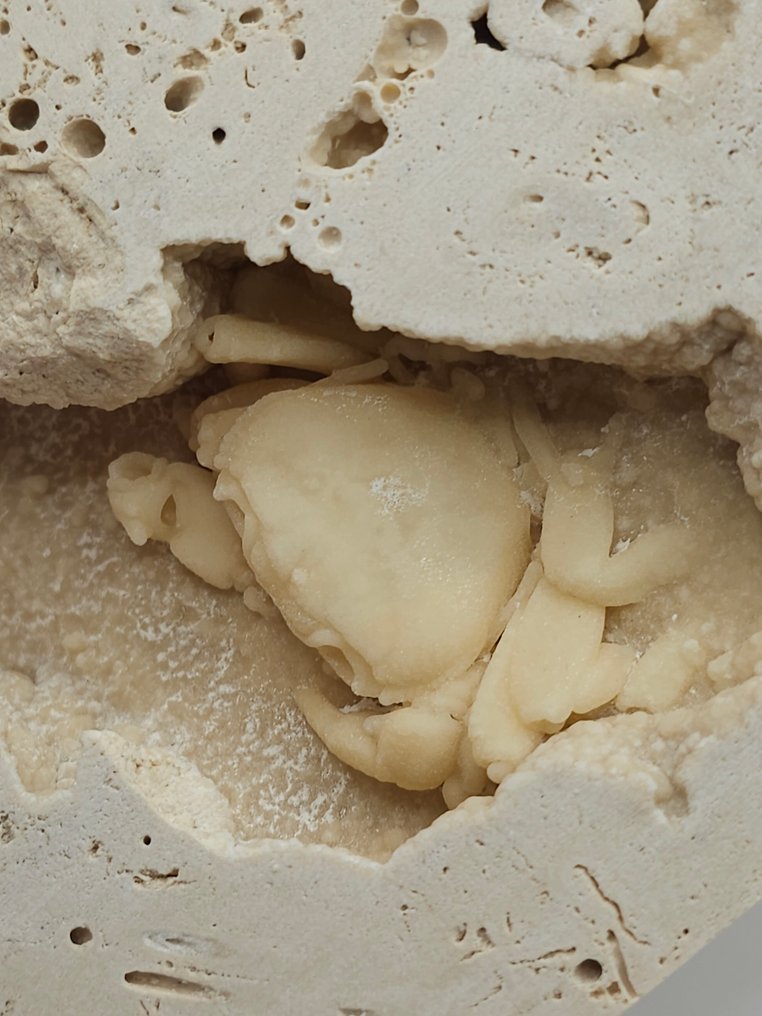 Crab - Fossil skeleton - 100 mm - 110 mm  (No reserve price) #1.0