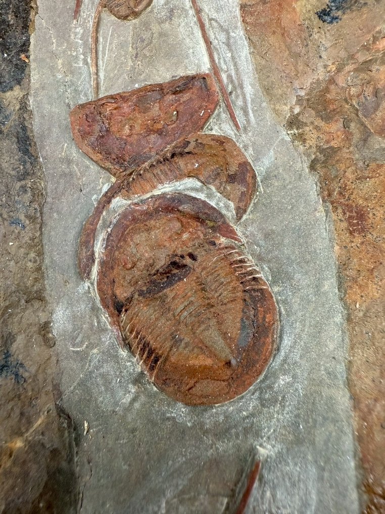 Trilobiet - Fossiele matrix - Asaphellus and Lonchodomas - 46 cm - 11 cm #3.2