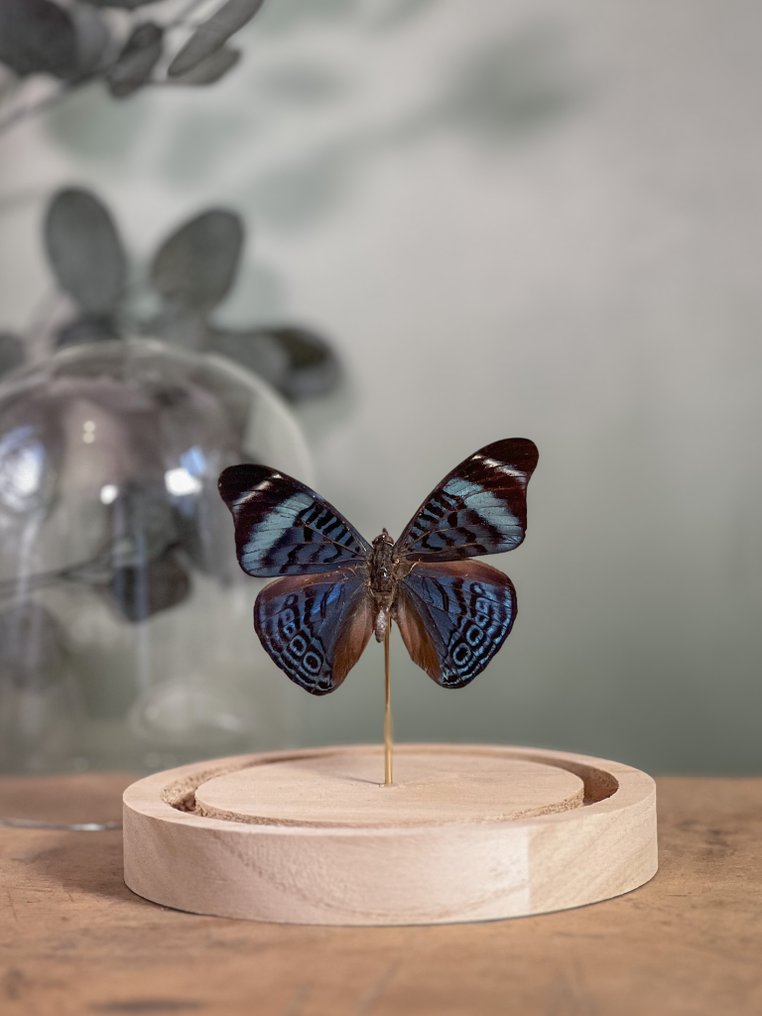 Farfalla Allestimento tassidermico a corpo intero - Panacea procilla procilla - 13 cm - 12 cm - 12 cm - Specie non CITES - 1 #2.1