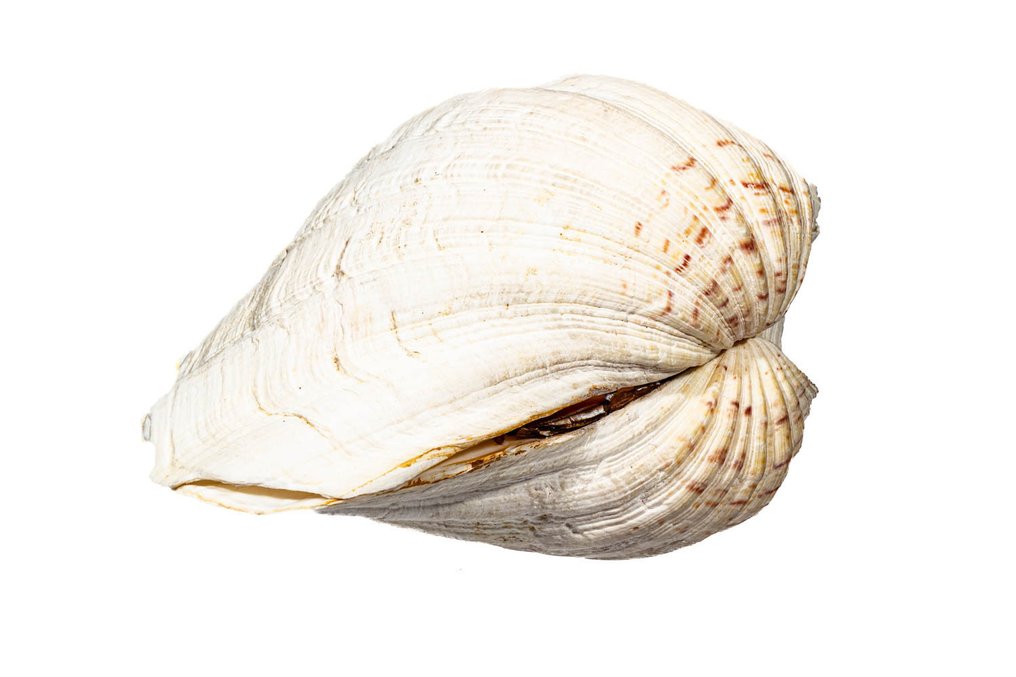 Giant Clam Skeleton - Tridacna gigas komplett 2 Hälften - 0 cm - 0 cm - 260 mm- CITES Appendix II - Annex B in the EU - (1) #4.3