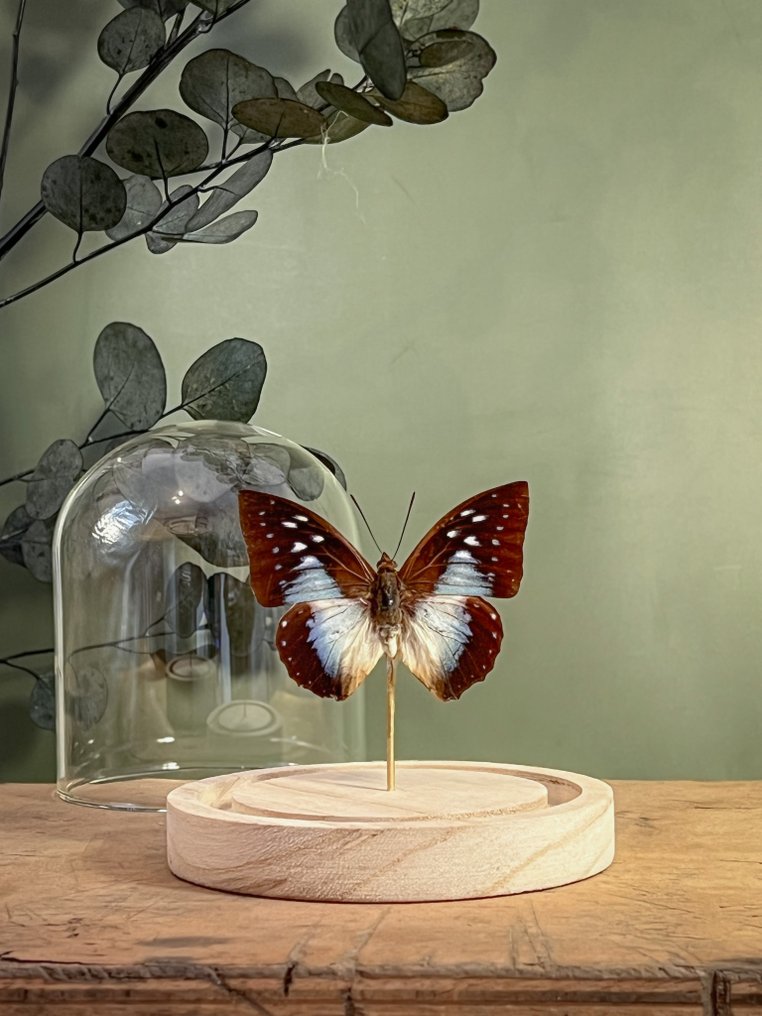 Πεταλούδα Βάση ταρίχευσης ολόκληρου σώματος - Charaxes Pythodoris Pythodoris - 13 cm - 12 cm - 12 cm - Είδη που δεν ανήκουν στο CITES - 1 #1.0