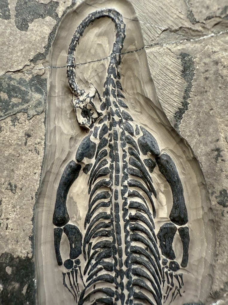 Reptil marino - Matriz fósil - Keichousaurus sp. - 21 cm - 13 cm (Sin precio de reserva) #1.0