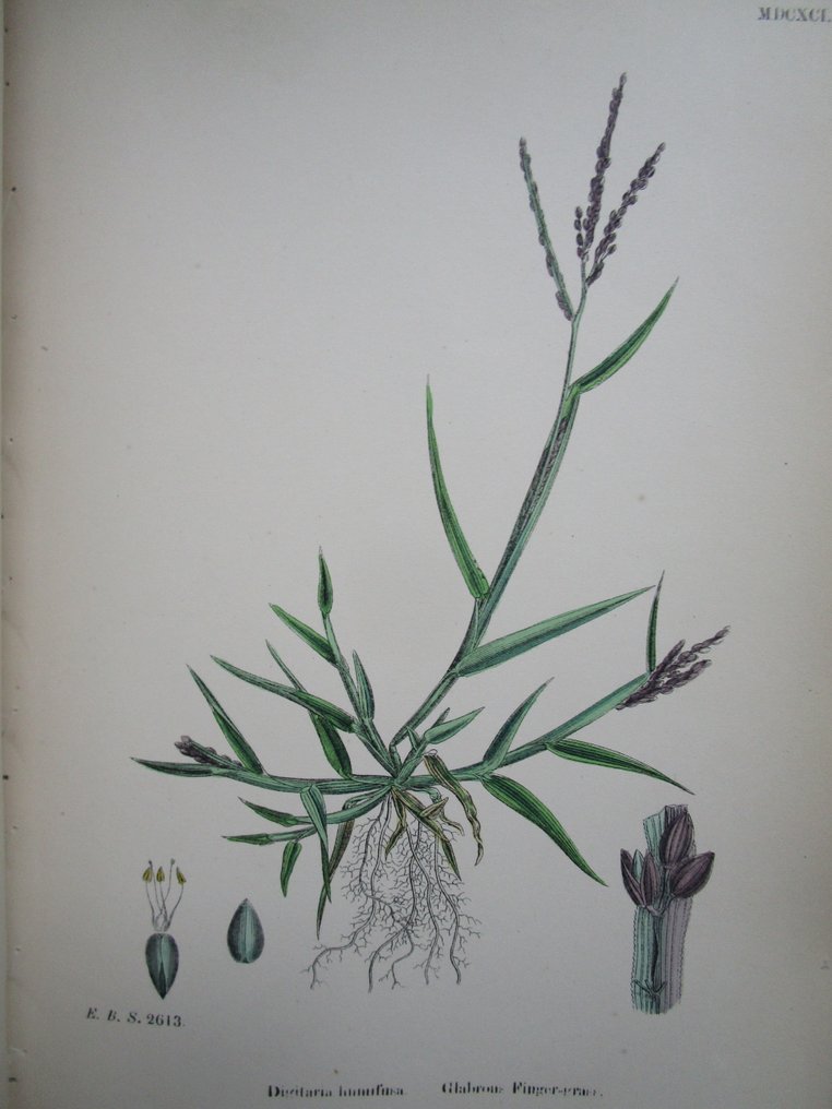 J. E. Sowerby; J. W. Salter e.a. - English Botany - 1873 #3.2