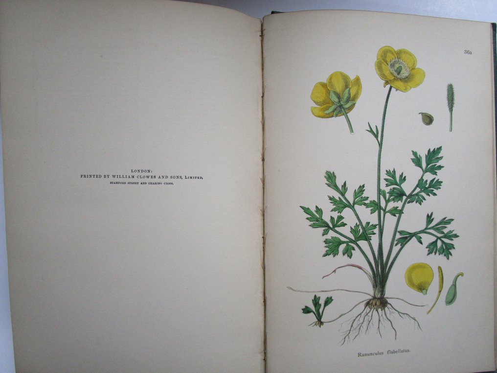 N. E. Brown; W. H. Fitch - Sowerby's English Botany - Supplement to the Third Edition - 1892 #2.1