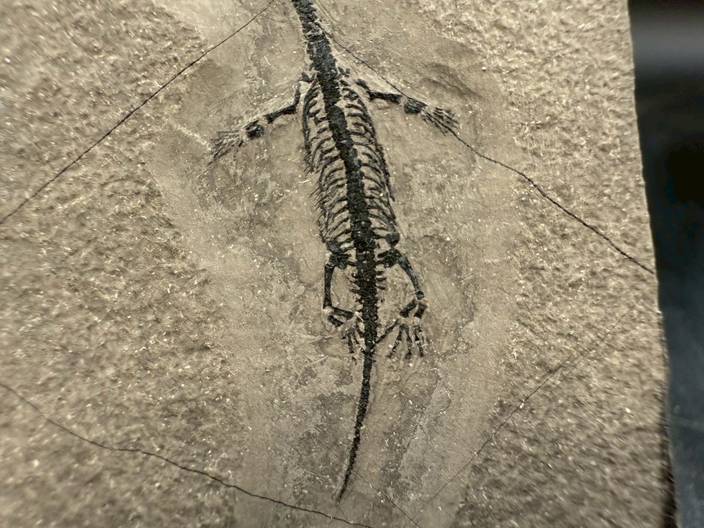 Matrice fosilă - Keichousaurus sp. - 7.5 cm - 5.5 cm (Fără preț de rezervă) #3.2