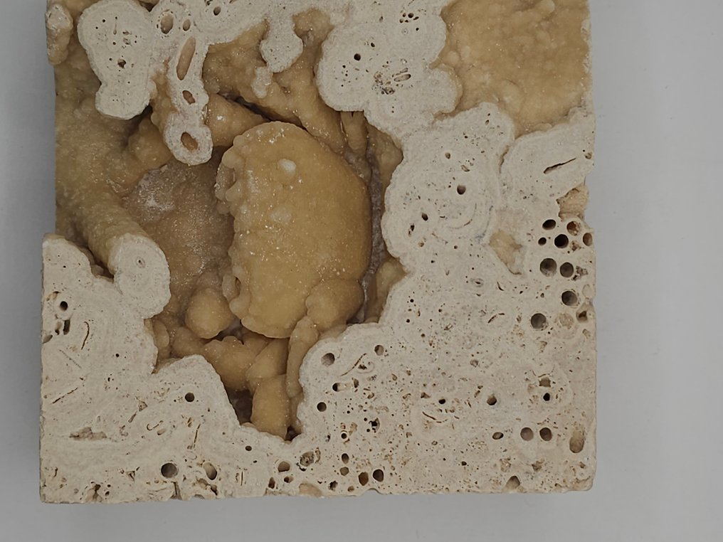 Granchio - Scheletro fossile - 85 mm - 85 mm  (Senza prezzo di riserva) #1.0