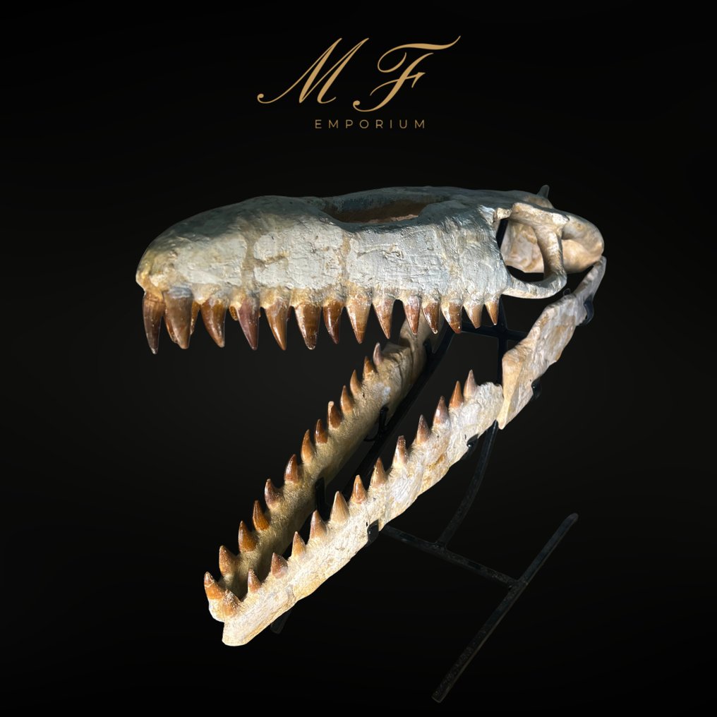 Mosassauro - Crânio fóssil - Mosasaurus sp. - 43 cm - 56 cm  (Sem preço de reserva) #1.0