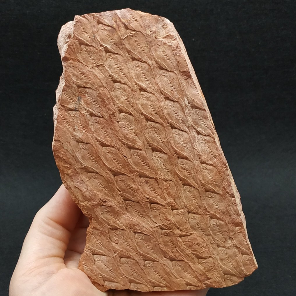 Καρονοφόρος Λυκοφύτης - Απολιθωμένο φυτό - Lepidodendron sp. (χωρίς τιμή ασφαλείας) #2.1